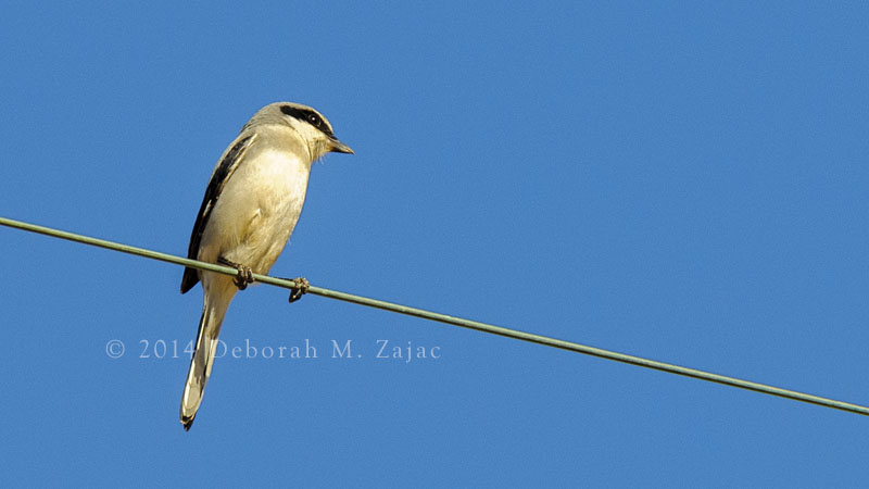 Loggerhead Shrike