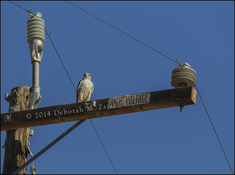 First look at a Prarie Falcon