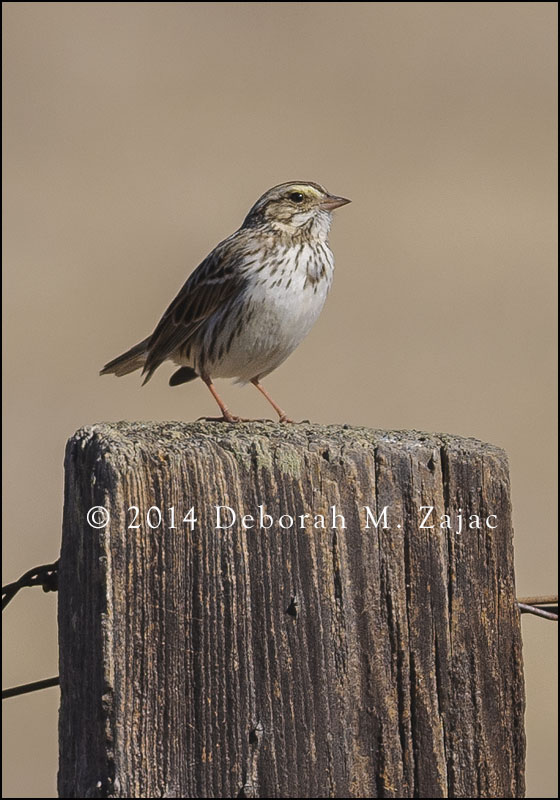 Savannah Sparrow Close Up