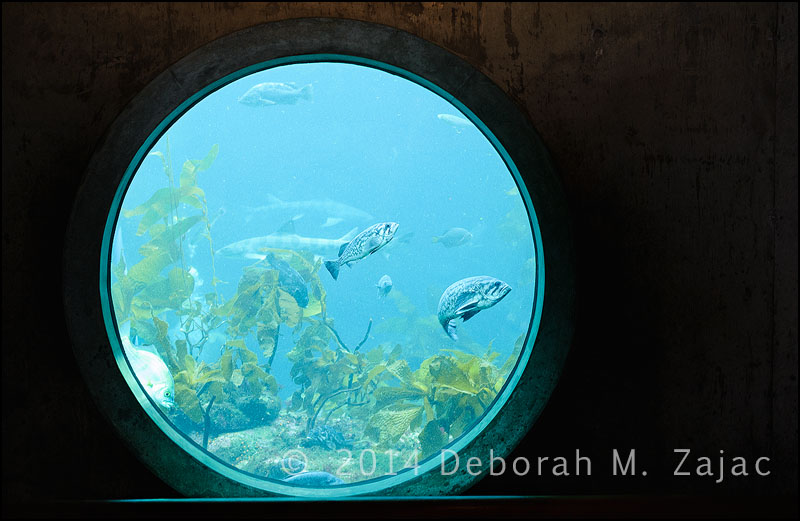 A Porthole View