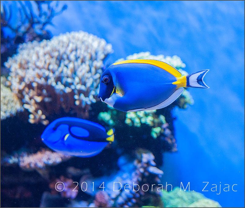 Blue and Yellow Fish