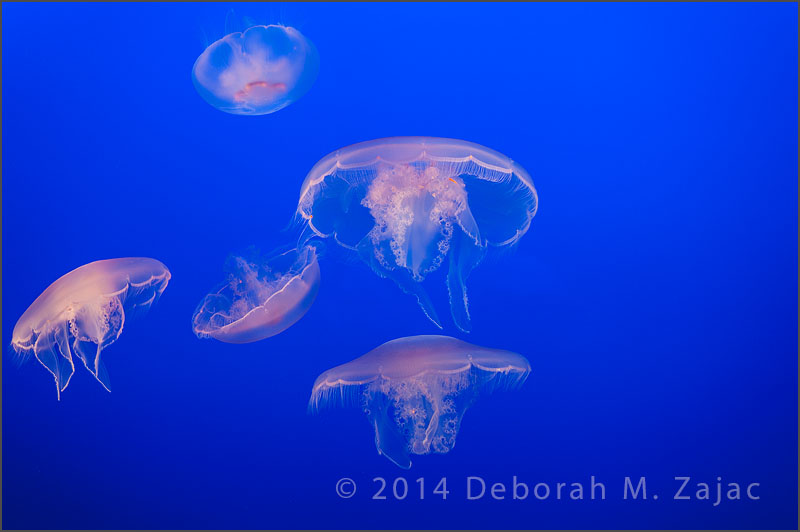 Jellyfish 1