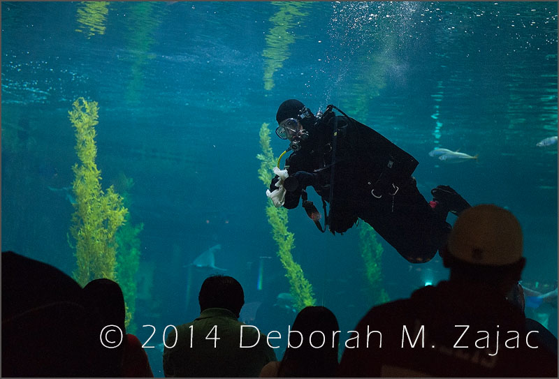 Male Scuba Diver Monterey Bay Aquarium