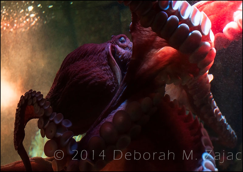 Octopus 3