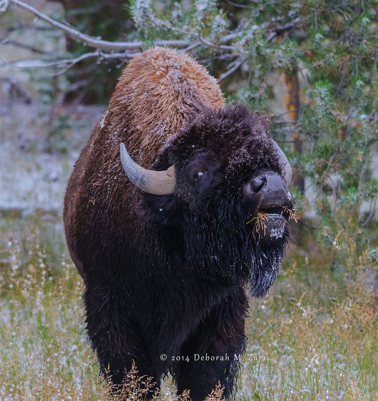 American Buffalo Yellowstone National Park