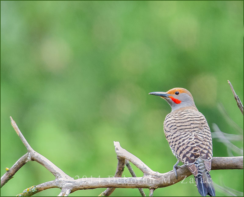 Northern Flicker-Male