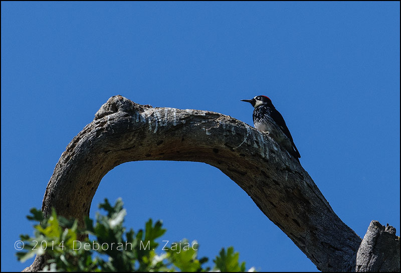 P52 16 of 52 Keeping an Eye on the Sky
