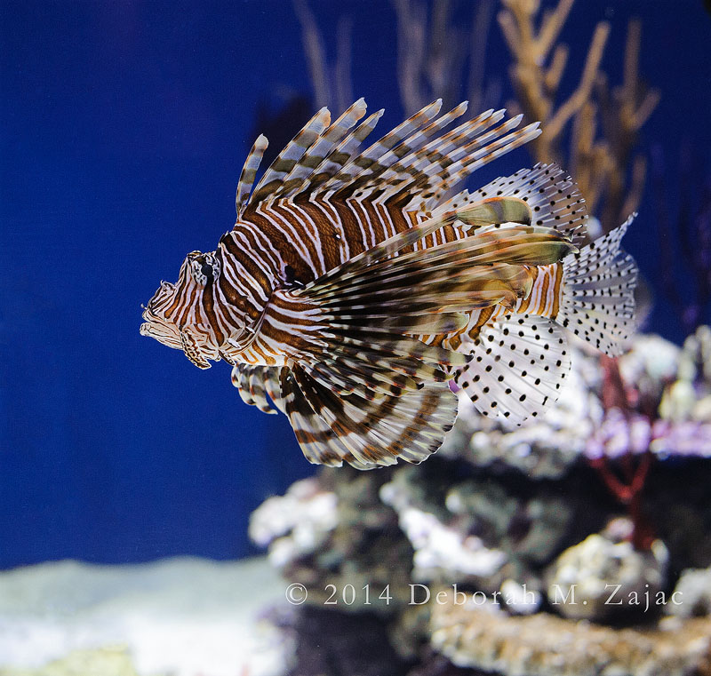 LionFish