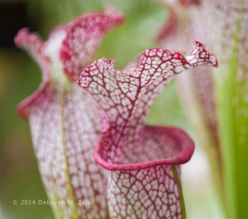 Sarracenia leucophylla Carnivorus Pitcher Plant