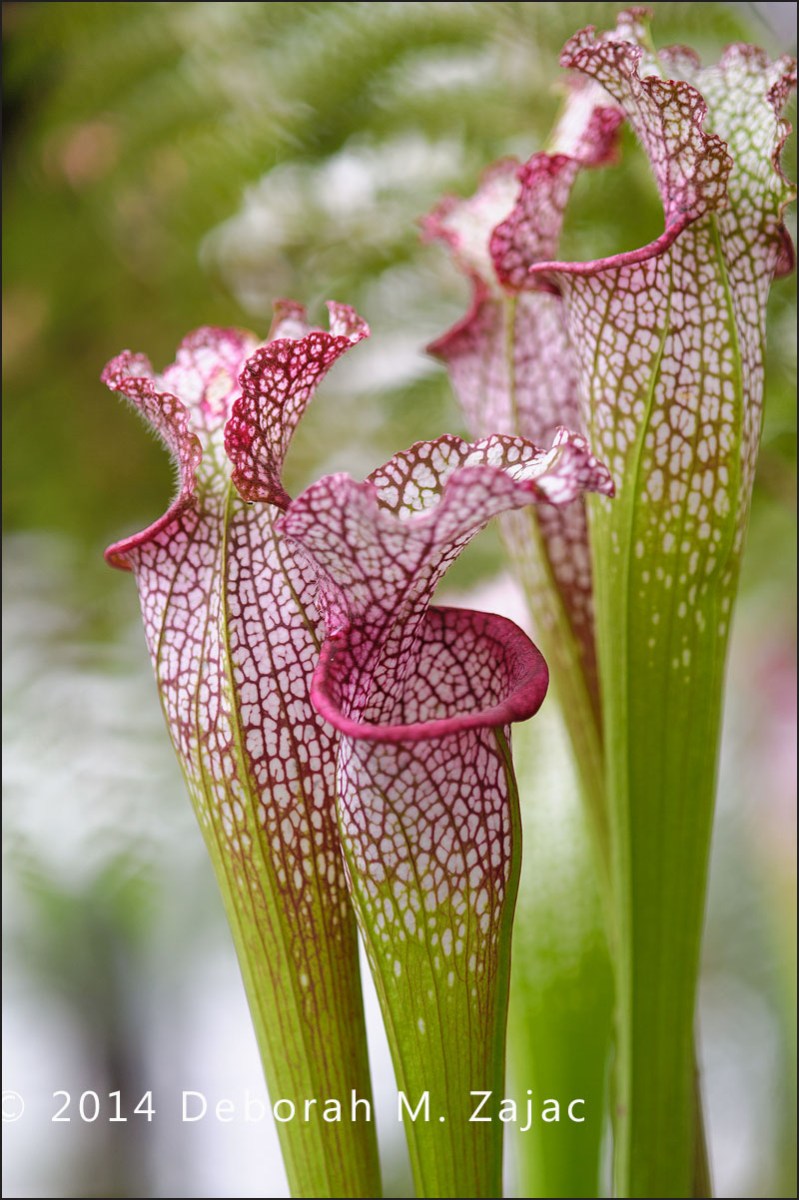P52 15 of 52  Carnivorus Pitcher Plant