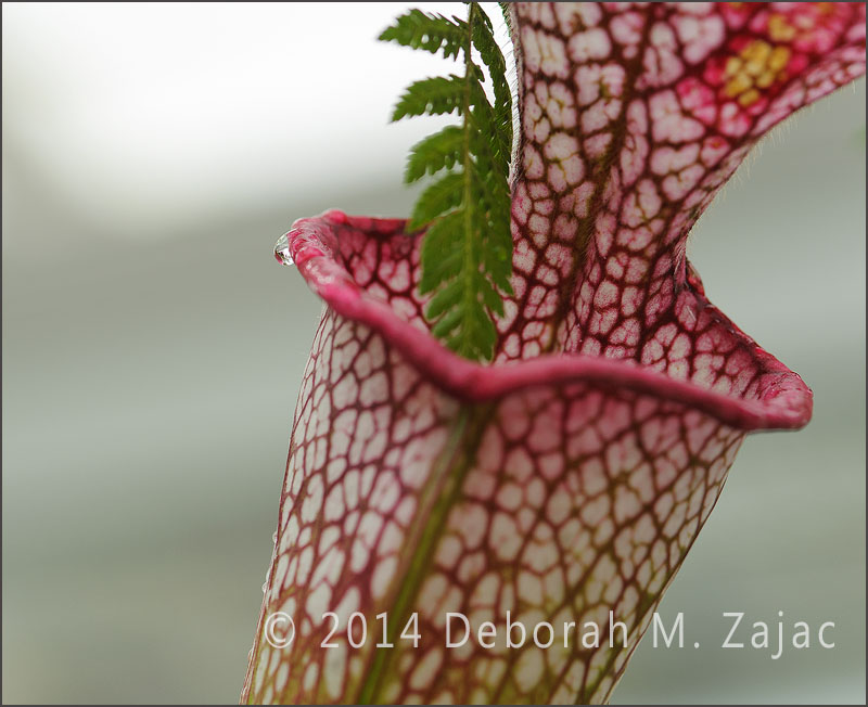 Sarracenia leucophylla Carnivorus Pitcher Plant