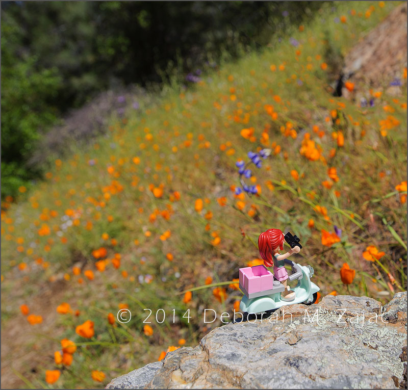 Travelerette and Wildflowers