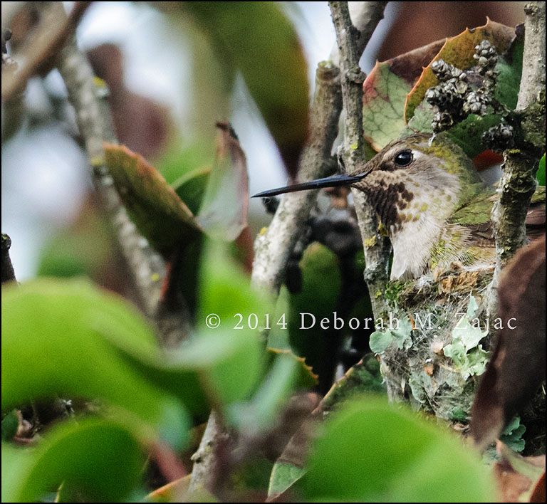 Anna's Hummingbird in her Nest