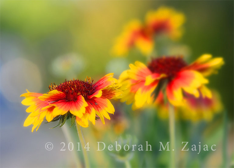 Gaillardia Arizona Sun