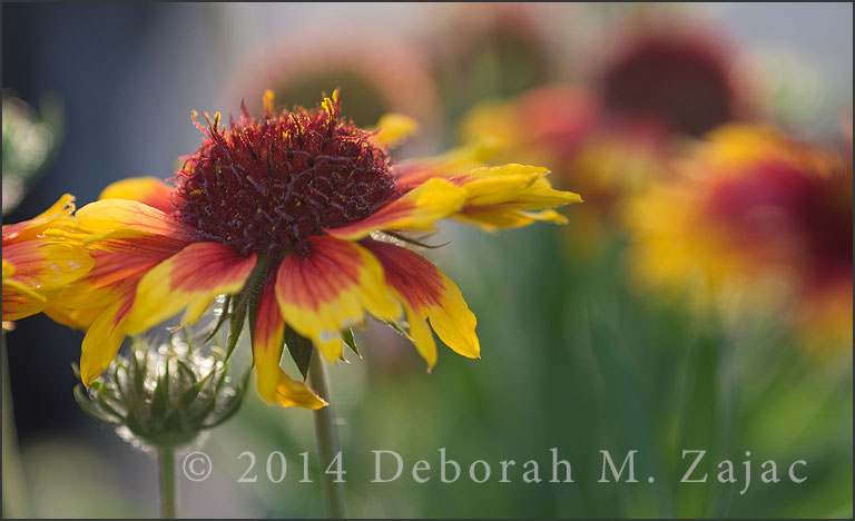 Gaillardia-Arizona Sun