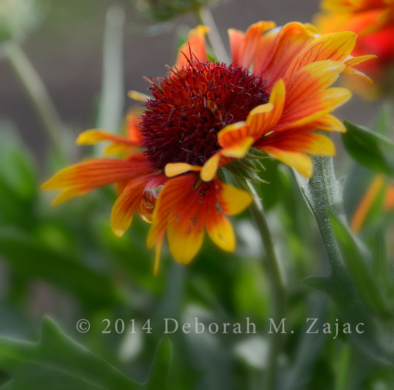 Gaillardia-Arizona Sun