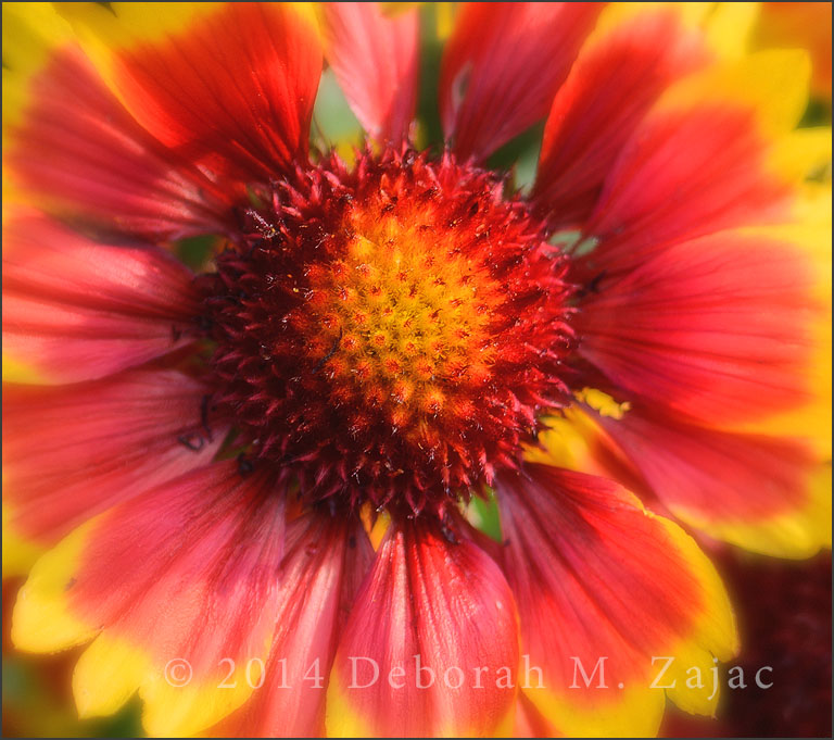 Gaillardia-Arizona Sun