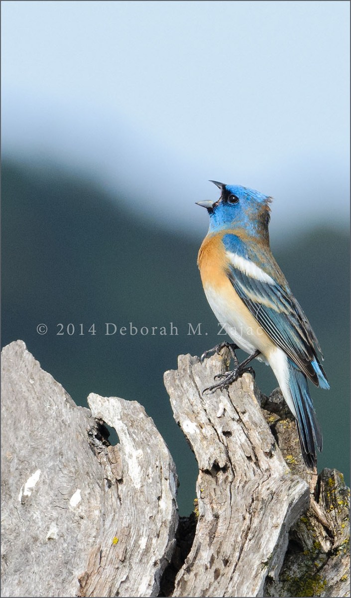 Lazuli Bunting-1st yr Male