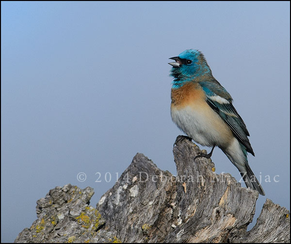 Lazuli Bunting-Male