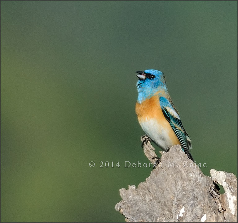 P52 18 of 52 Lazuli Bunting-1st yr Male