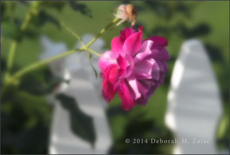 Rose Pink Variegated