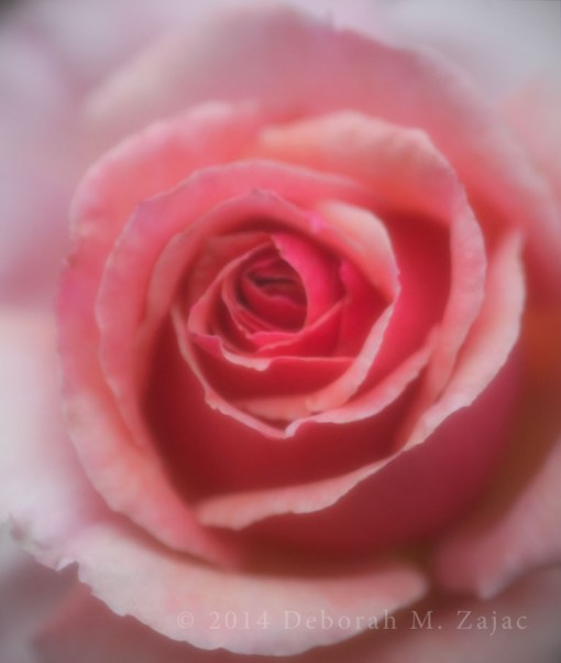 Rose Soft Pink