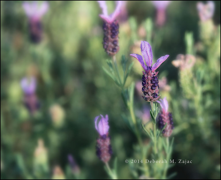 Spanish Lavender