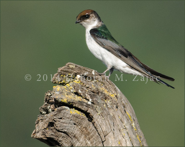 Violet-green Swallow-Female