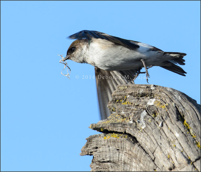 Violet-green Swallow-Female