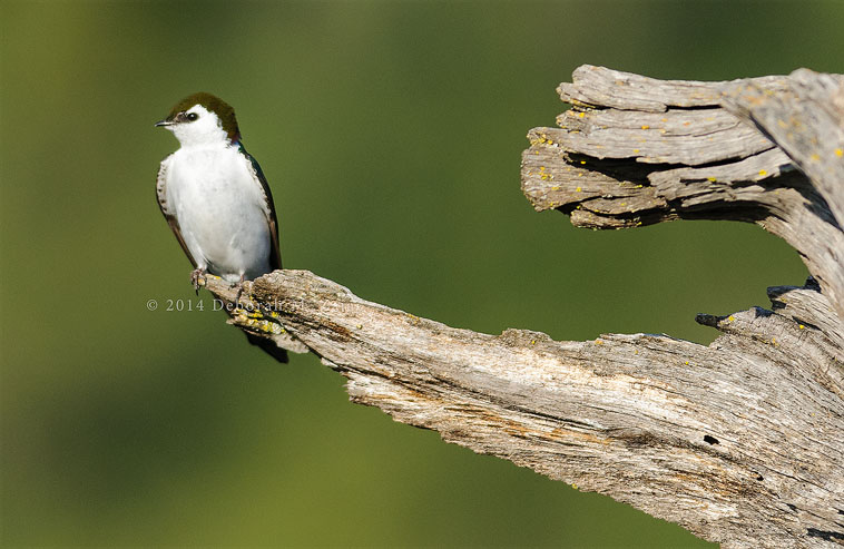 Violet-green Swallow-Male