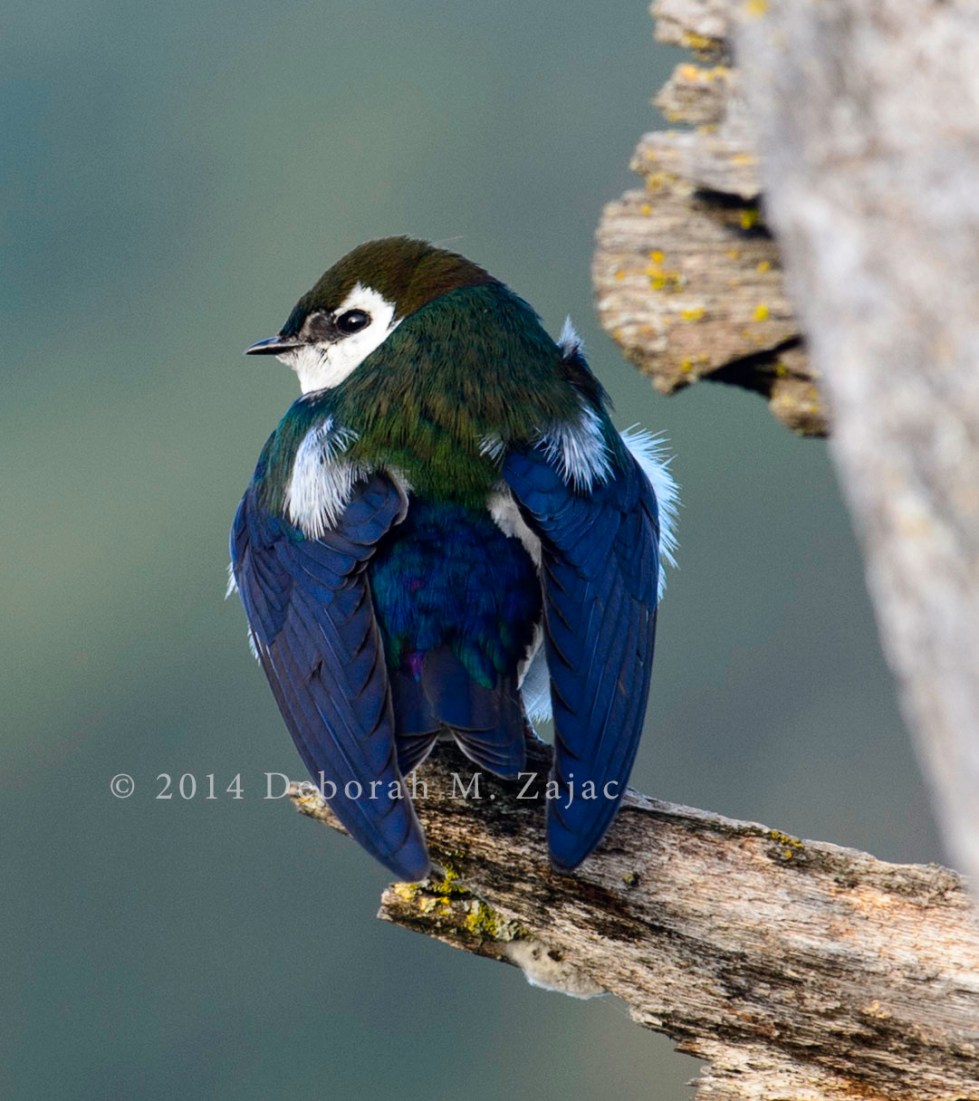 Violet-green Swallow Male