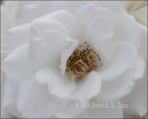 White Rose