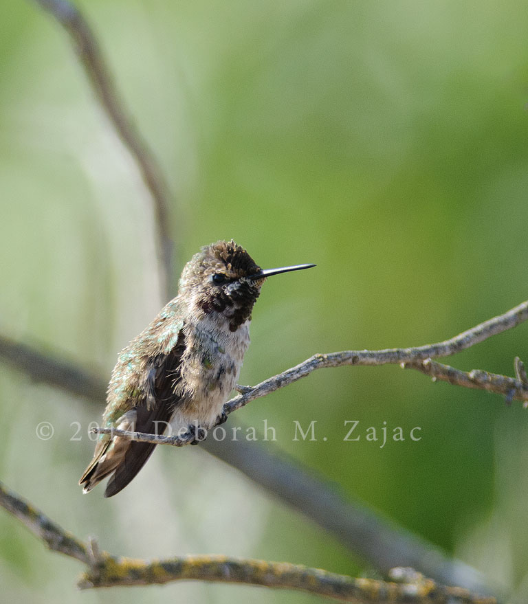 Annas Hummingbird