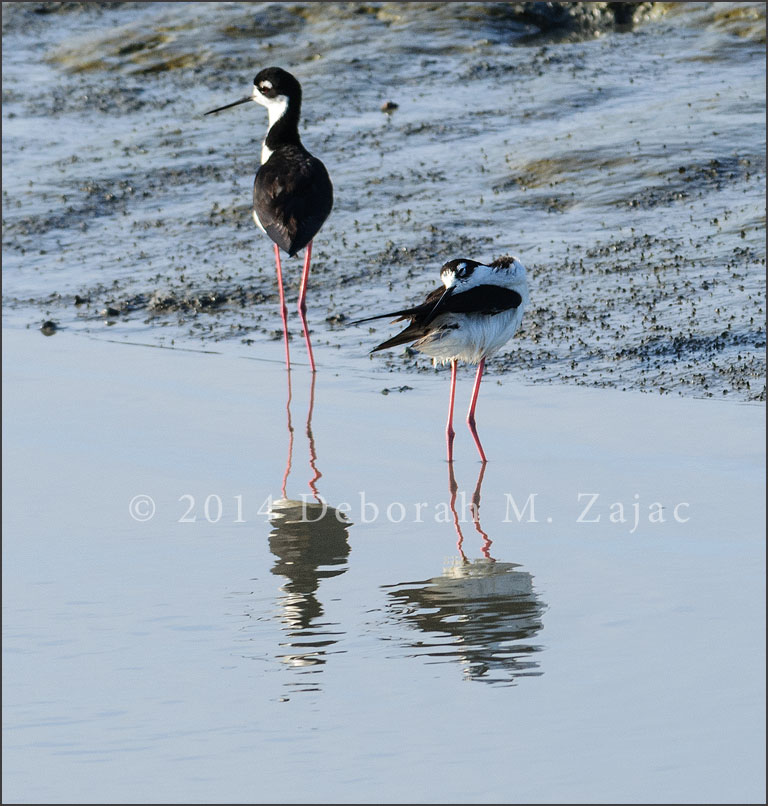 Black-necked Stilts