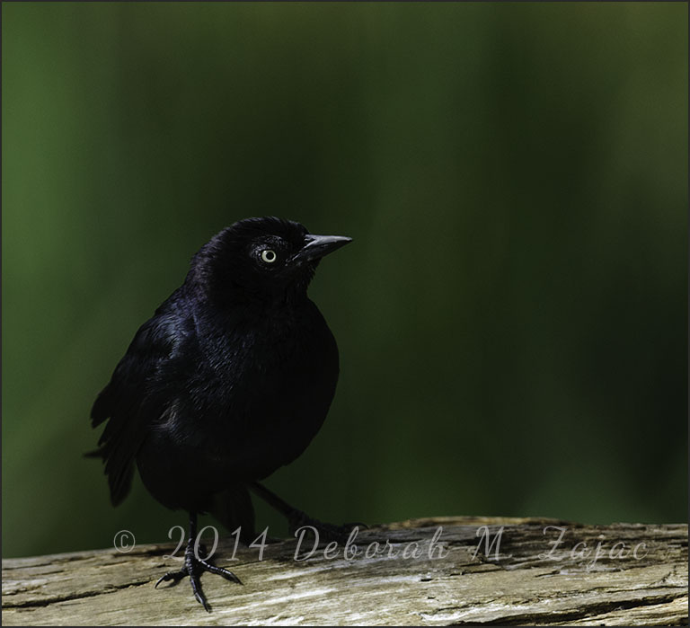 Nikon D300s| AF-S Nikkor 300mm f/4 + Nikkor 14eII 1.4x Teleconverter| Hand-Held