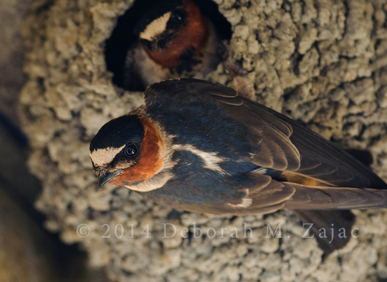Cliff Swallow
