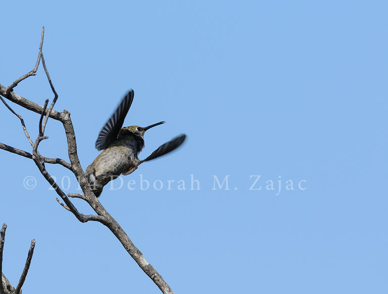Hummingbird Wings Up