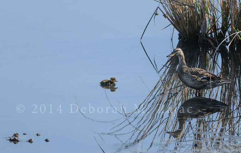 Mallard Female and Chick
