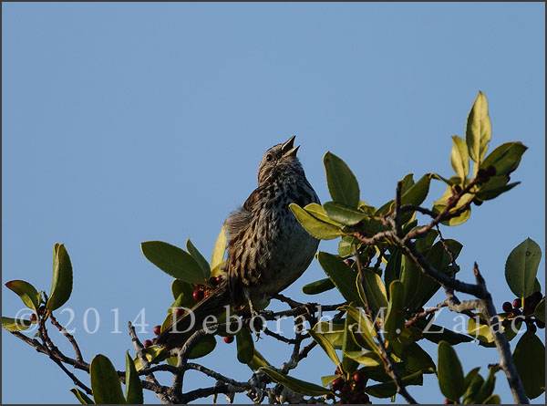 Song Sparrow Singing its Morning Song