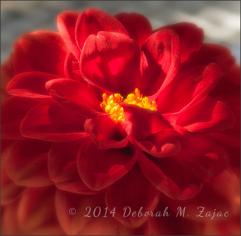 Nikon D700| AF-D Nikkor 105mm micro| Hand-held