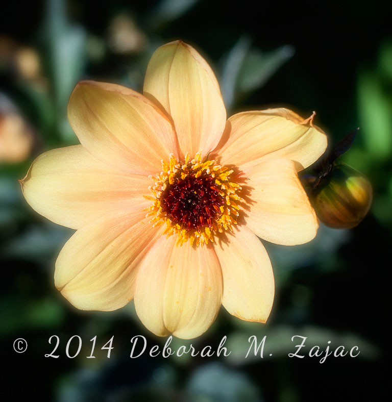 Single-Flower Dahlia (yellow)