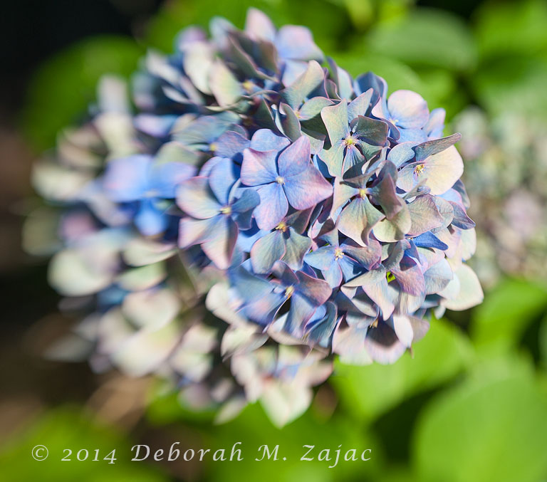 Hydrangea
