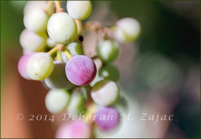 Not quite ready for the vintner