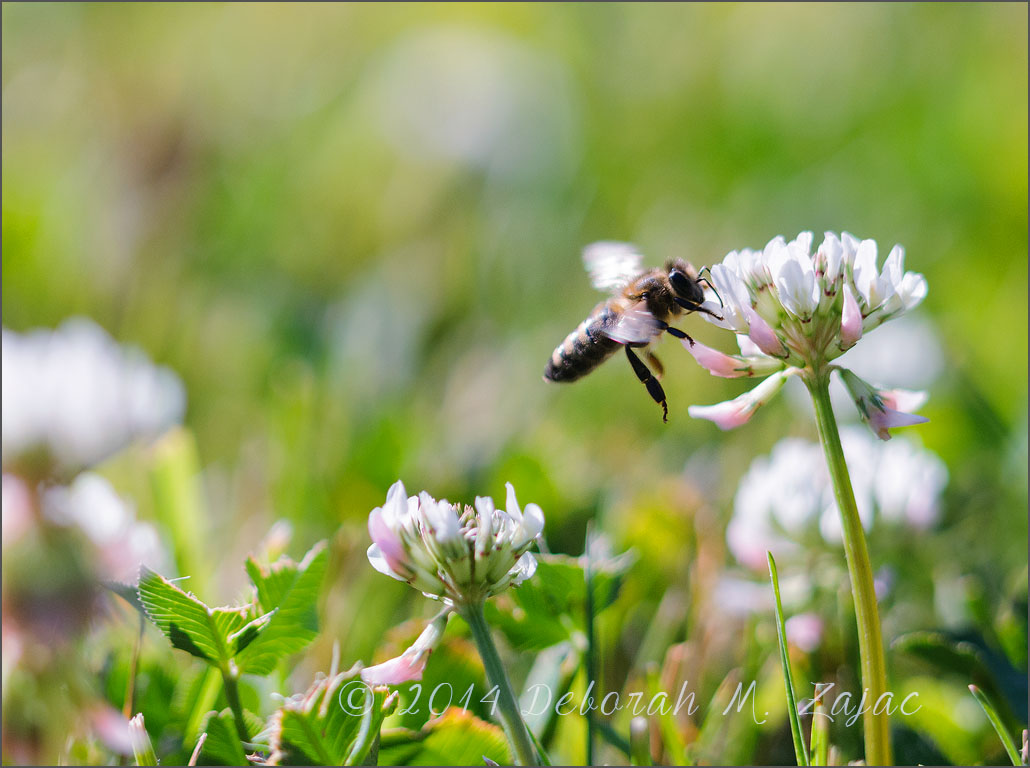 To make a prairie~ Emily Dickinson, 1830-1886