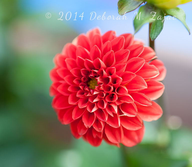 Pom-pom Dahlia