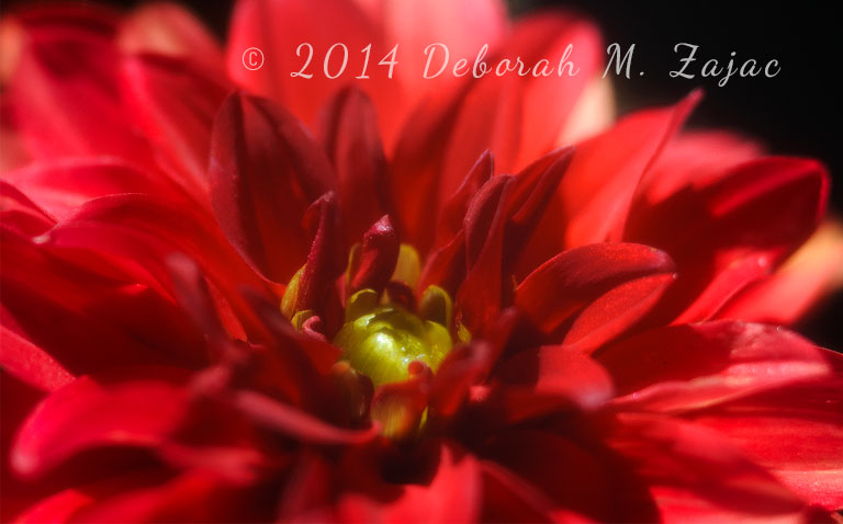 Single-flower Dahlia