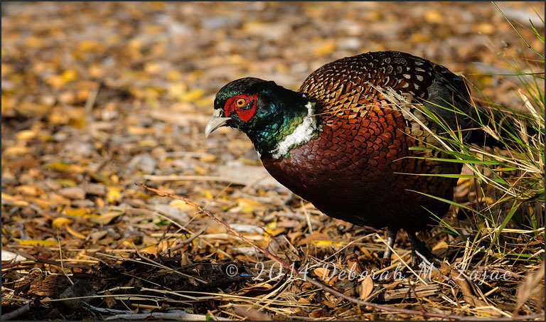 Ring-necked Pheasant Male