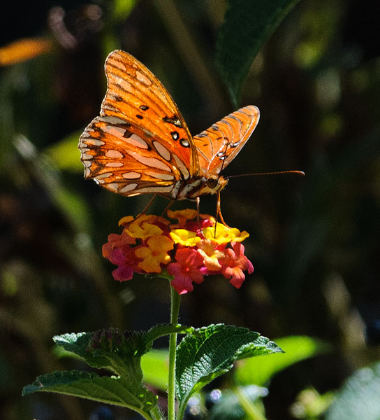 Butterfly on Lantana
