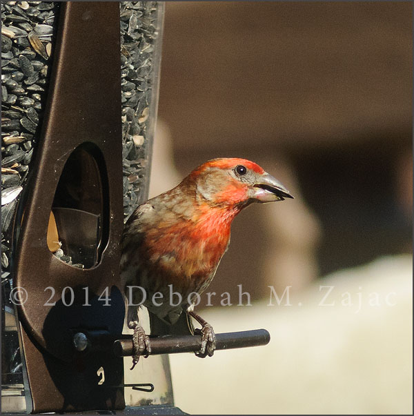 House Finch Male