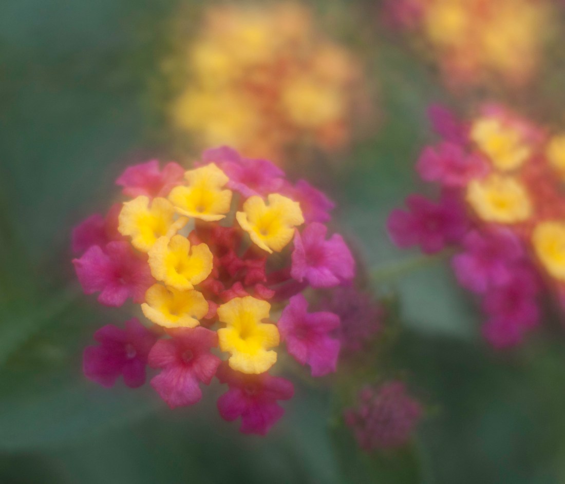 P52 31 of 52 Lantana_0341